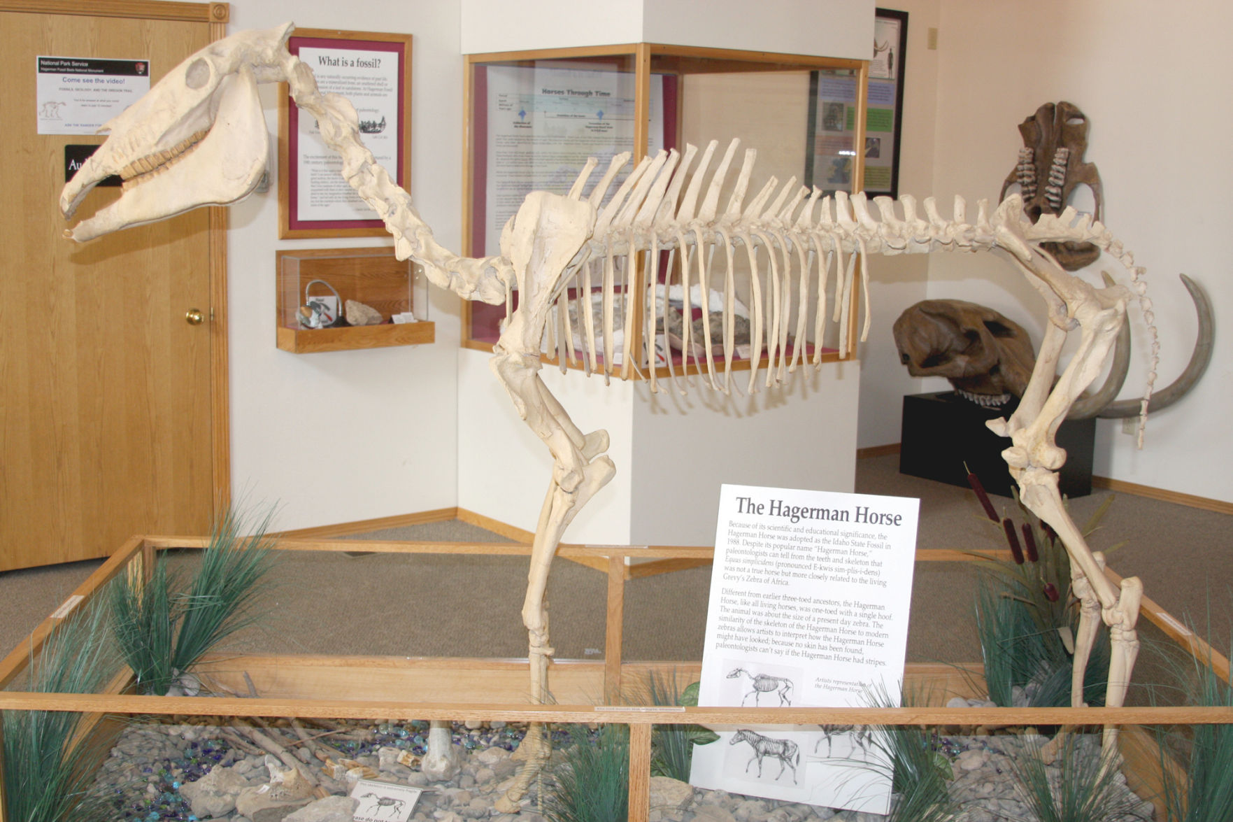 Hagerman Horse